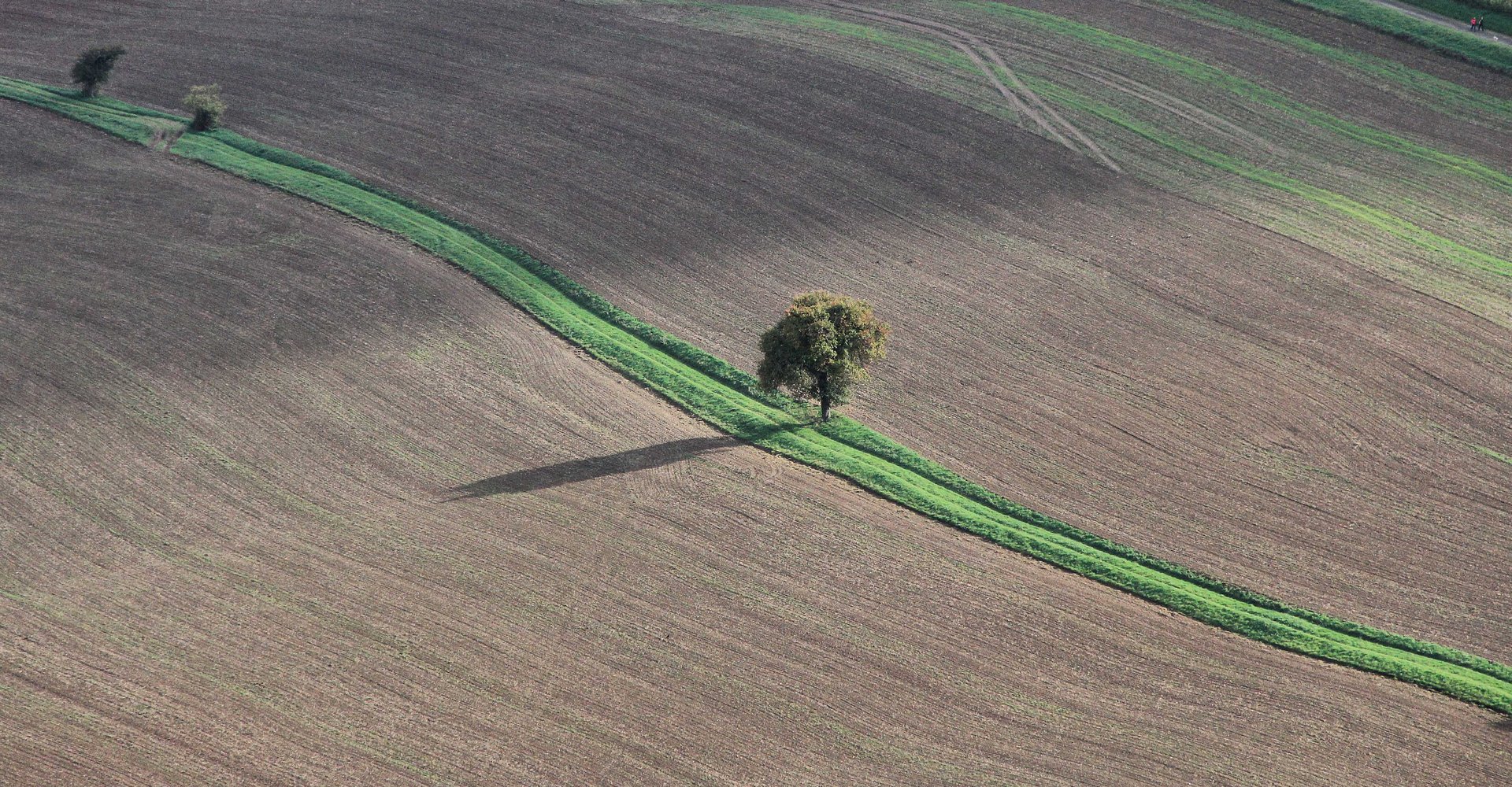 Luftbild eines Baumes auf einem Feld